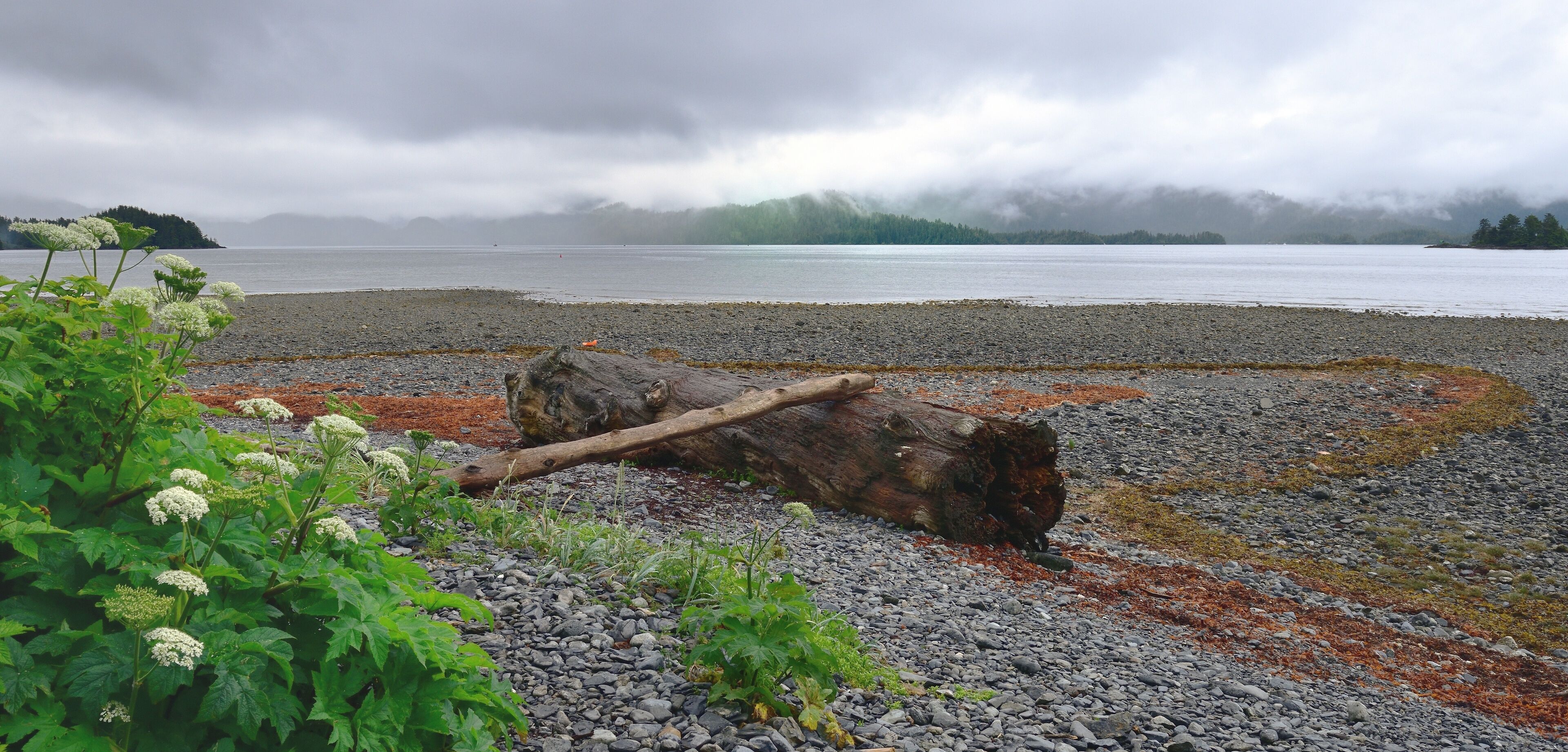 Large fallen tree washed up on the shore