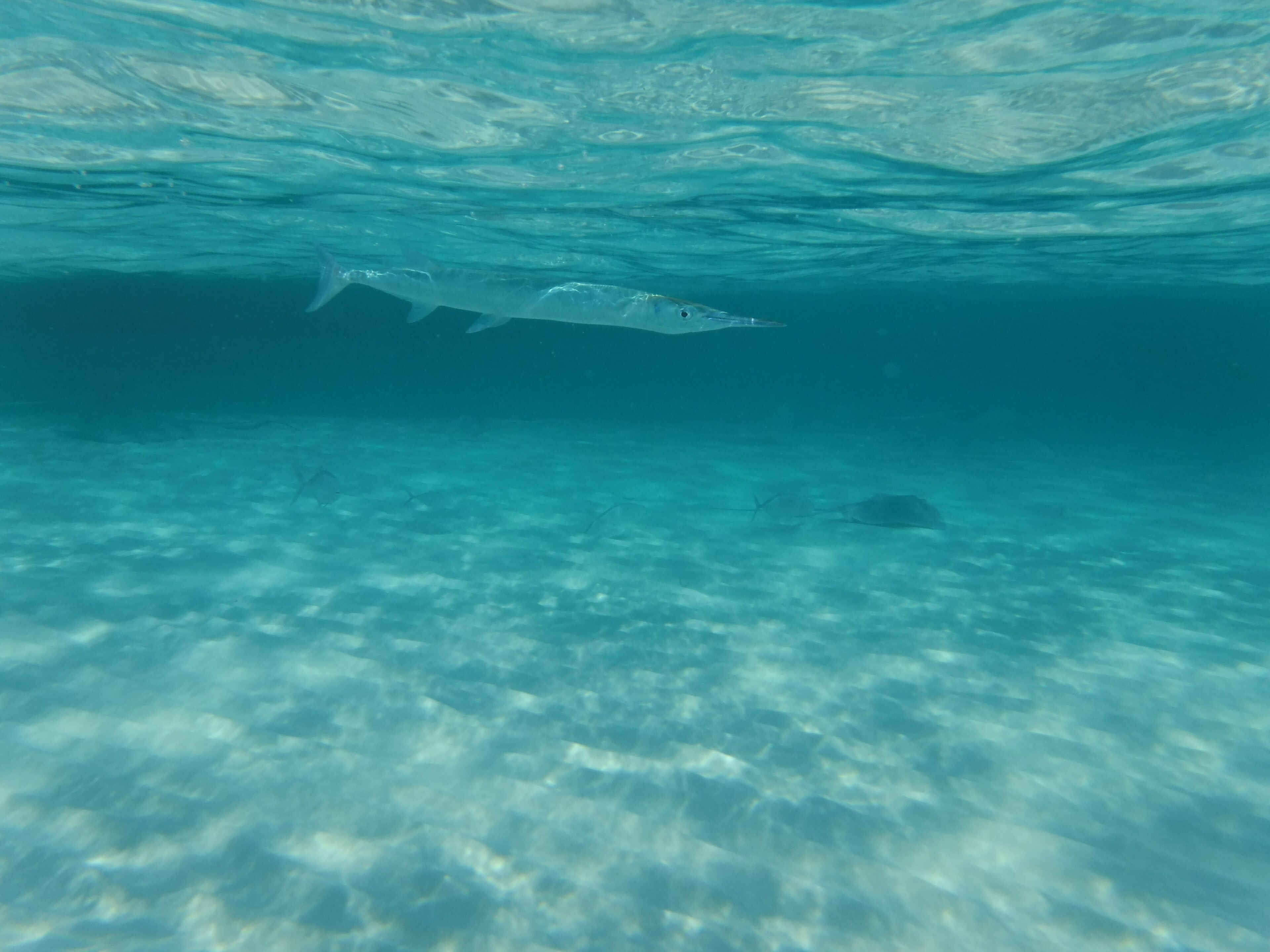Snorkeling in Costa Rica #OrbitzTravel