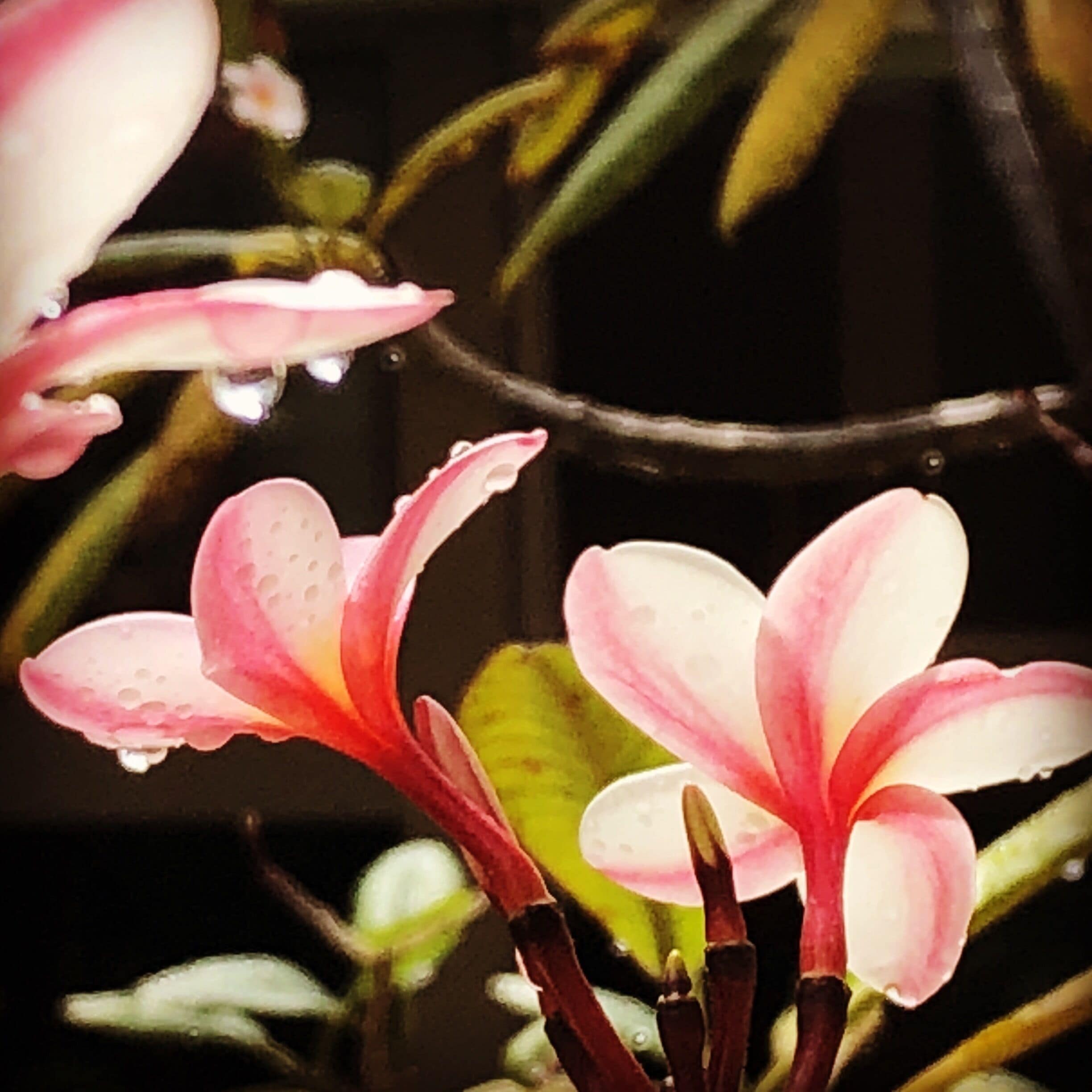 Great gardens at Best Western Plus San José, Costa Rica
