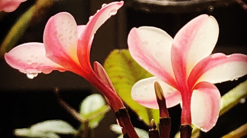 Great gardens at Best Western Plus San José, Costa Rica