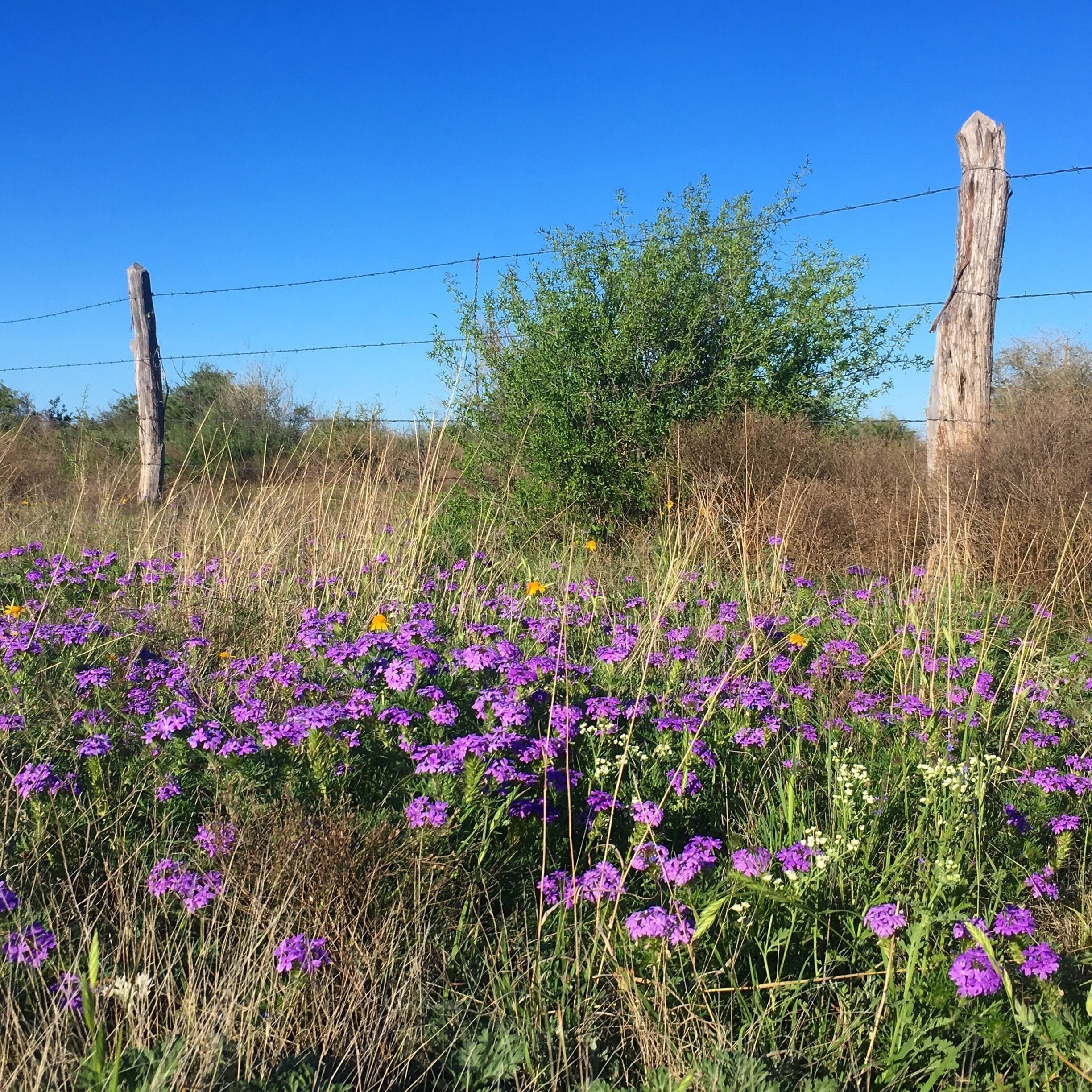 Lots of trails for running and hiking and biking right on the edge of town in San Angelo. You can enjoy the reservoir or search for the longhorn herd in the sage. Camping too! And wildflowers in spring! If something goes awry, it's easy to get to town and the hospital .... how I know this is a story for another day.