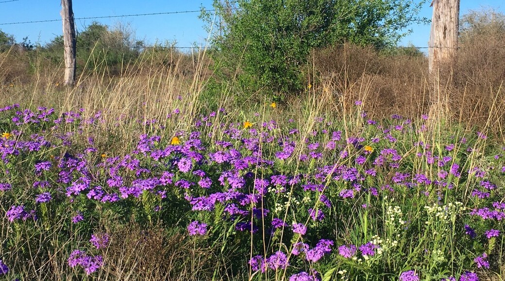 Lots of trails for running and hiking and biking right on the edge of town in San Angelo. You can enjoy the reservoir or search for the longhorn herd in the sage. Camping too! And wildflowers in spring! If something goes awry, it's easy to get to town and the hospital .... how I know this is a story for another day.
