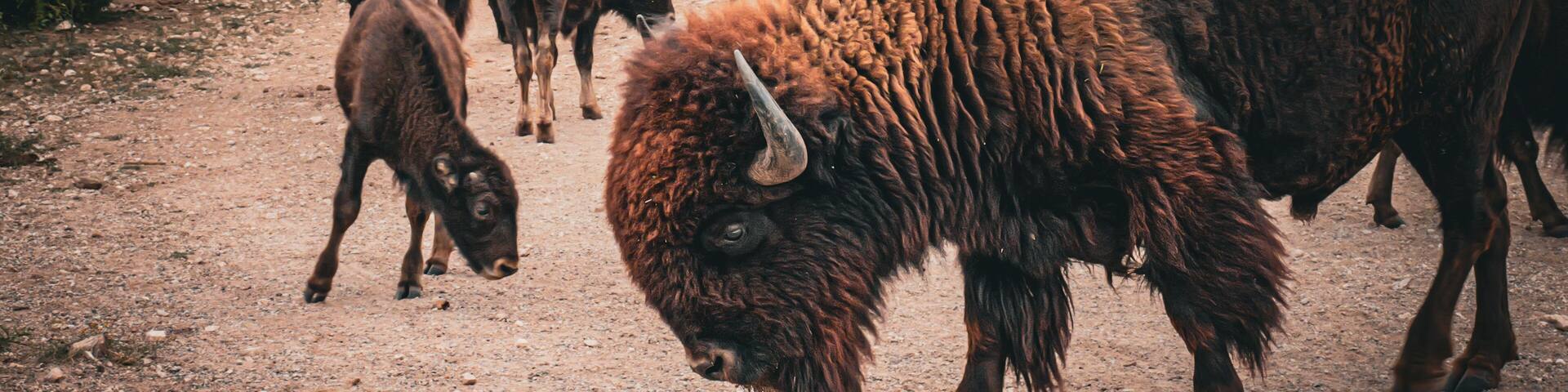 Texas Bison at San Angelo State Park