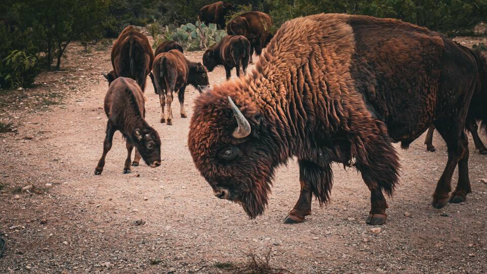 A herd of bison grazing on a gravel path surrounded by sparse vegetation.