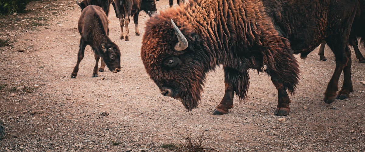 A herd of bison grazing on a gravel path surrounded by sparse vegetation.