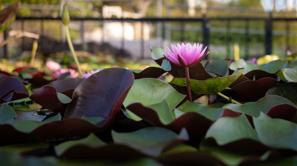 Pink waterlily in a pond in the International Waterlily Collection in San Angelo, Texas