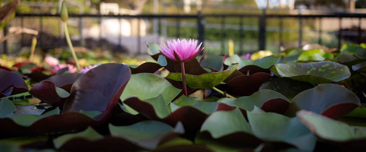 Pink waterlily in a pond in the International Waterlily Collection in San Angelo, Texas