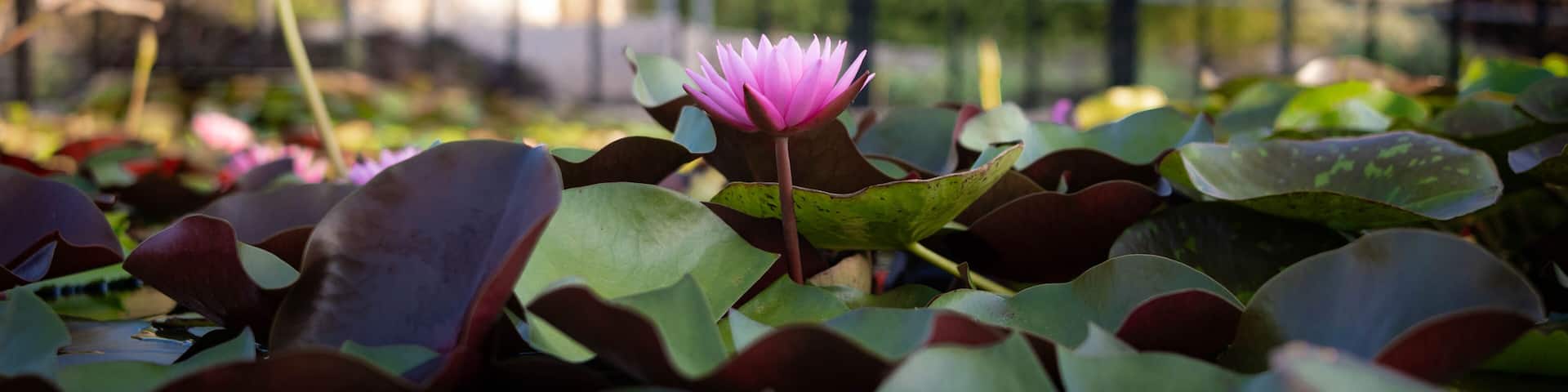 Pink waterlily in a pond in the International Waterlily Collection in San Angelo, Texas