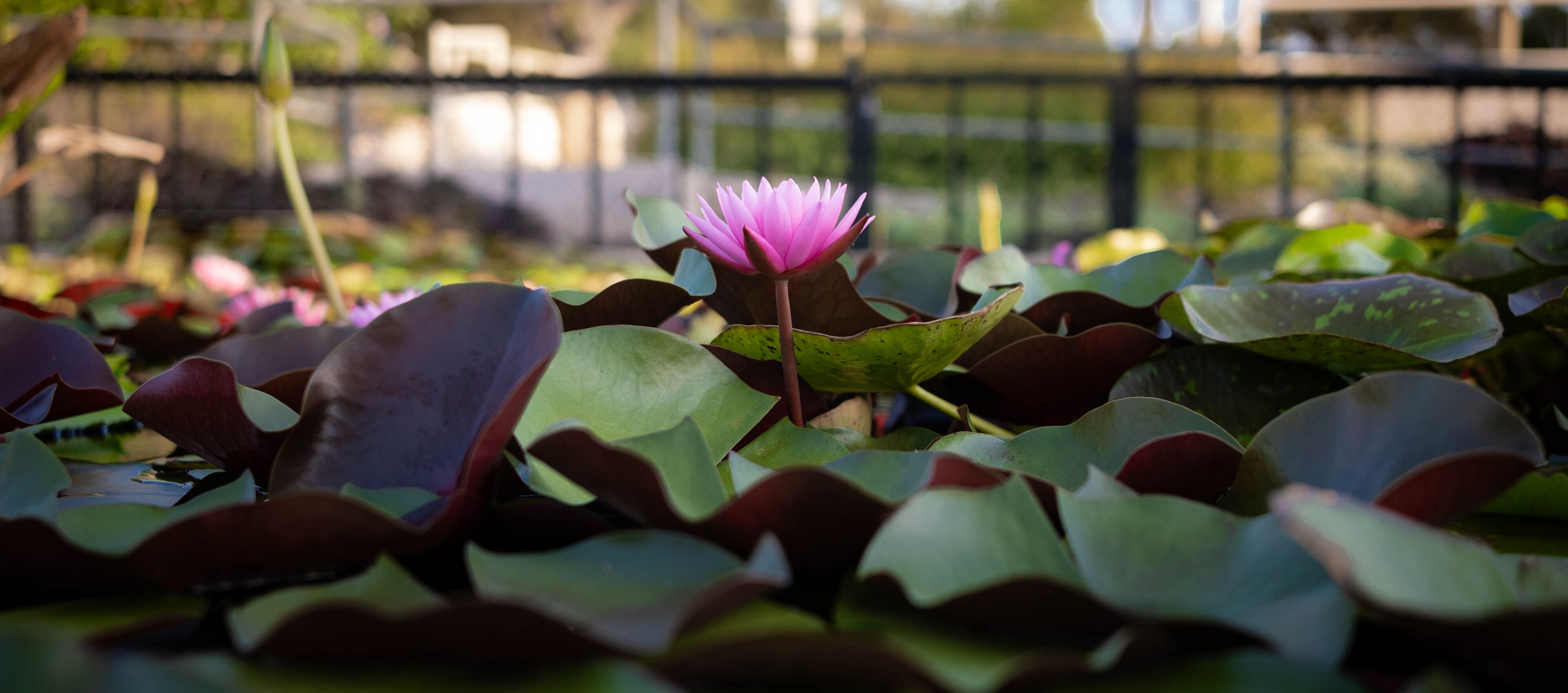 Pink waterlily in a pond in the International Waterlily Collection in San Angelo, Texas
