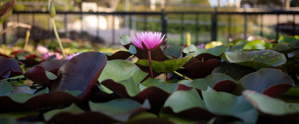 Pink waterlily in a pond in the International Waterlily Collection in San Angelo, Texas