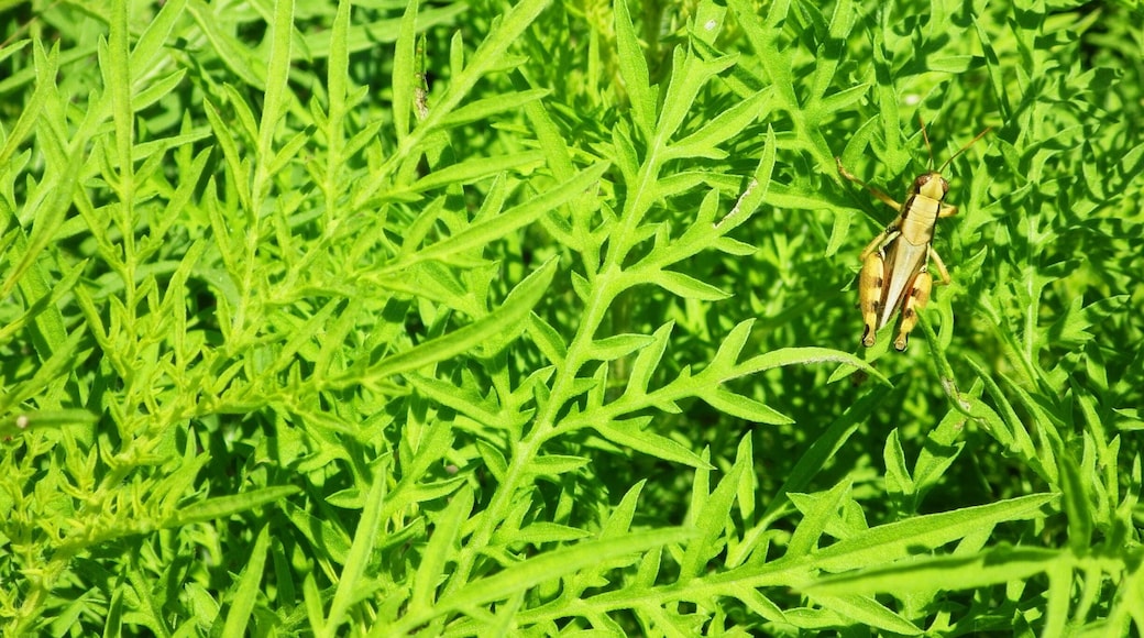 The desert ecosystem is extremely diverse. Sometimes you just have to look closely to notice.