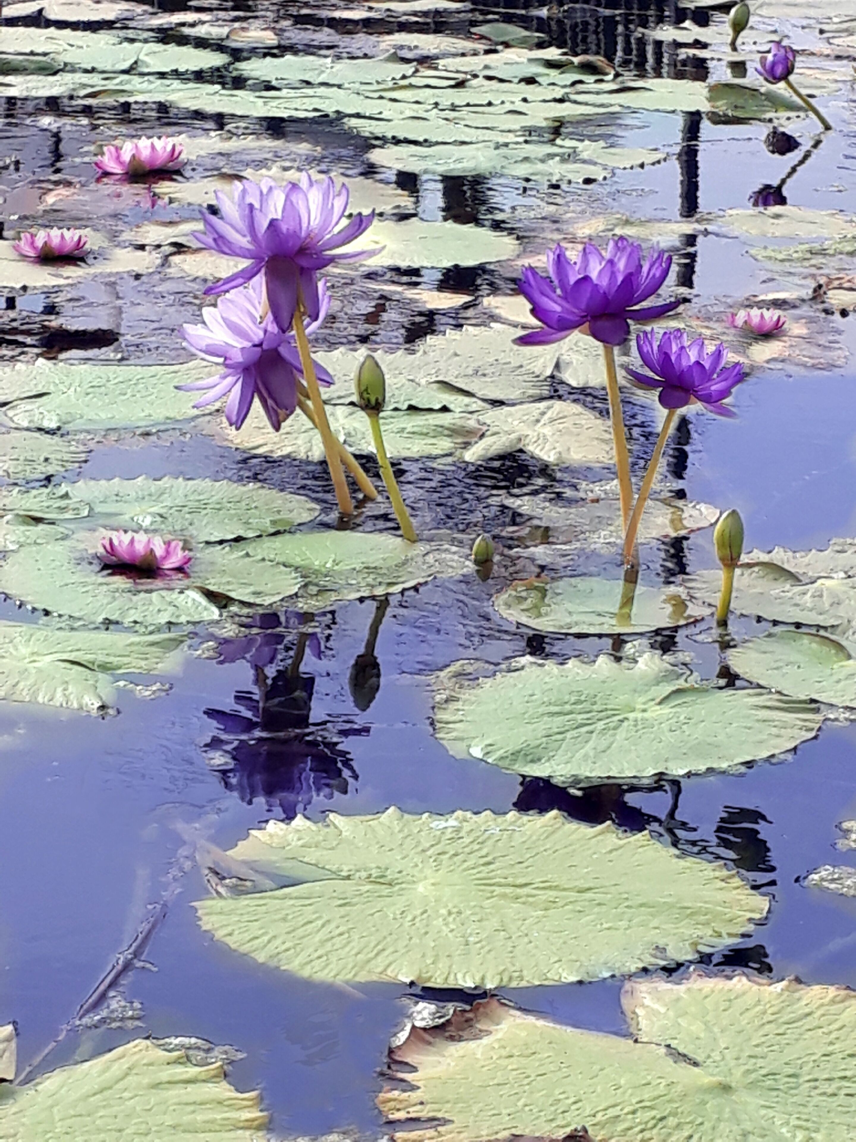 Purple and Pink Water Lilies in a Pond from the International Waterlily Collection of San Angelo