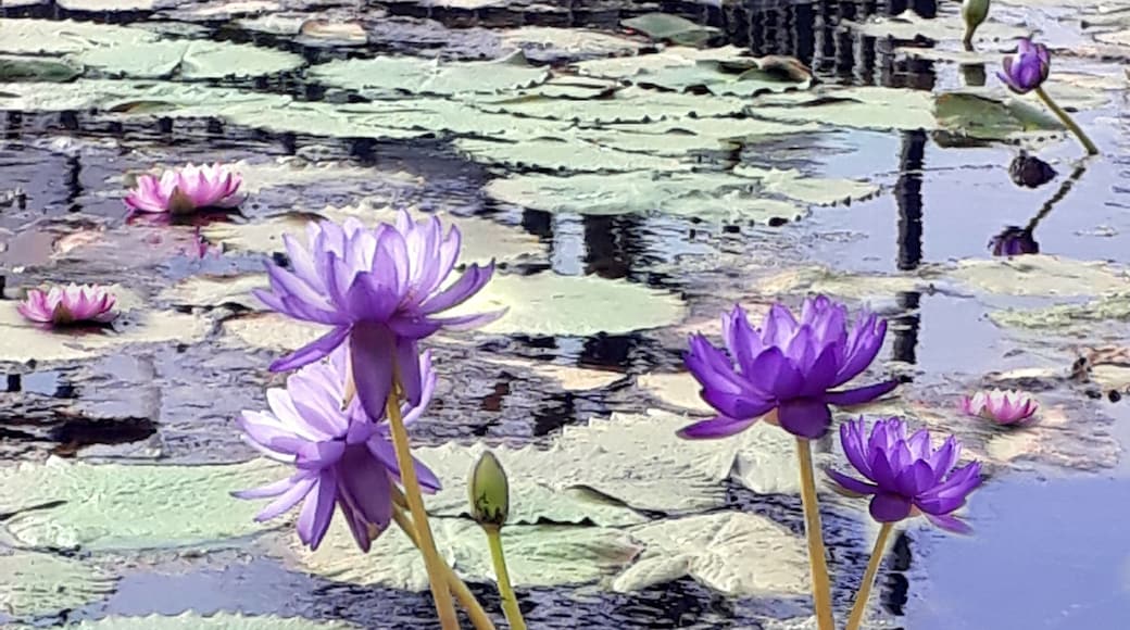 Purple and Pink Water Lilies in a Pond from the International Waterlily Collection of San Angelo