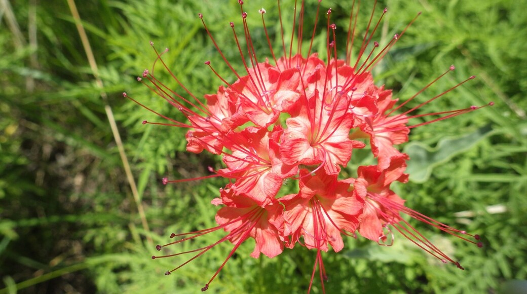 Devil's bouquet looks enticing, but stinks like Hell. (Get it?)