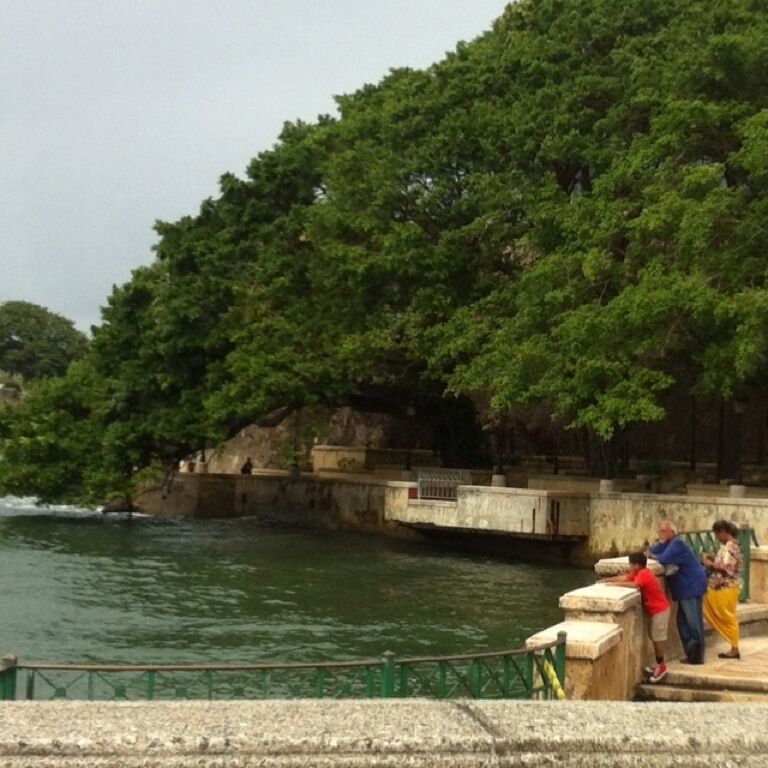 I love this tree just touching the water