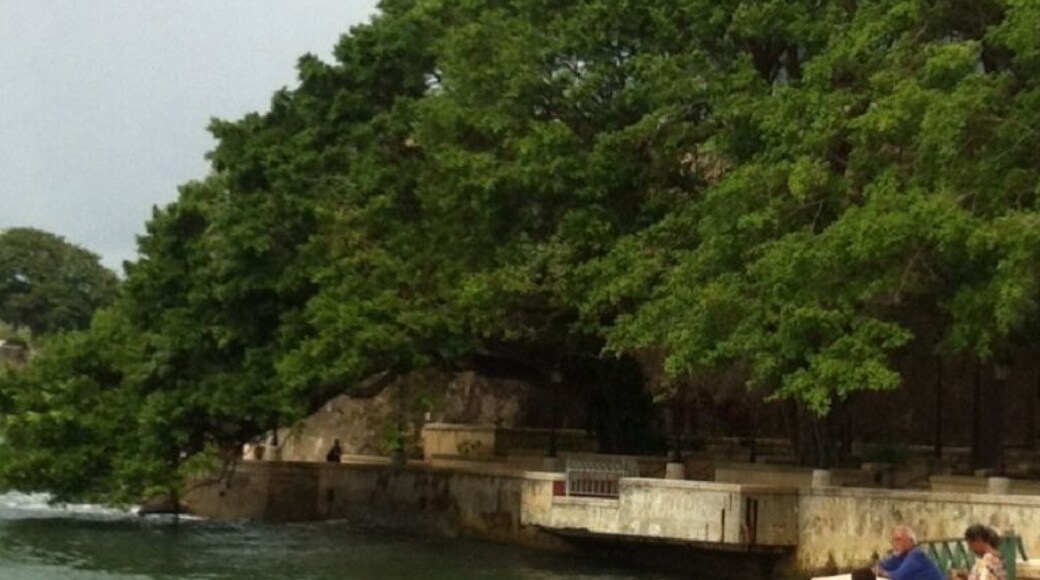 I love this tree just touching the water