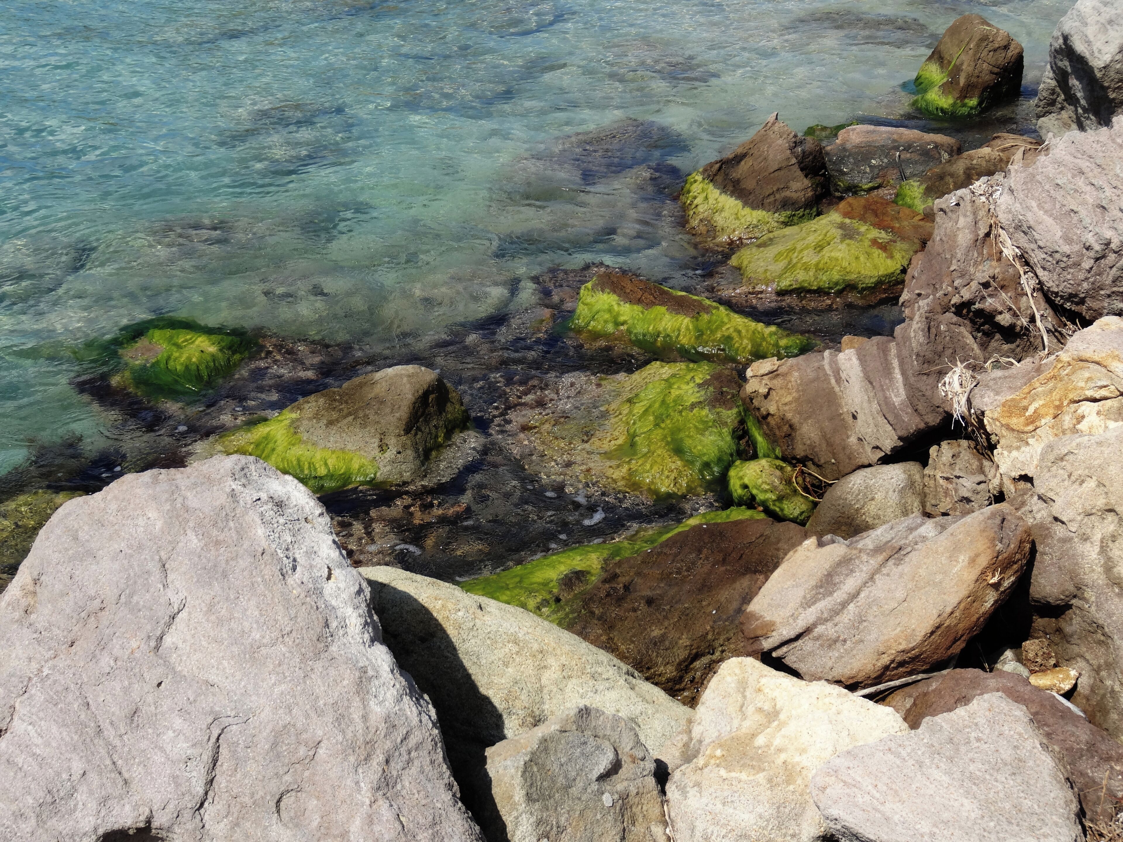 #SaintKitts #Nevis #Caribbean 

A Cockleshell Bay é uma baía de águas limpas e mar tranquilo. A praia é boa para crianças. Na época em que a conheci a infraestrutura era pequena com apenas um bar e um restaurante. A areia estava maculada com muitas algas mas fui informado que parte das algas são deixadas na praia pois fazem parte de um micro ecossistema. Atrás da praia existe uma lagoa que à época exalava um cheiro forte de mangue.

Cockleshell Bay is a bay of clean water and calm sea. The beach is good for kids. At the time I visited it, the infrastructure was small, with only one bar and one restaurant. The sand was contaminated with many algae, but I was informed that some of the algae are left on the beach because they are part of a micro ecosystem. Behind the beach there is a lagoon that at the time exuded a strong swamp smell.