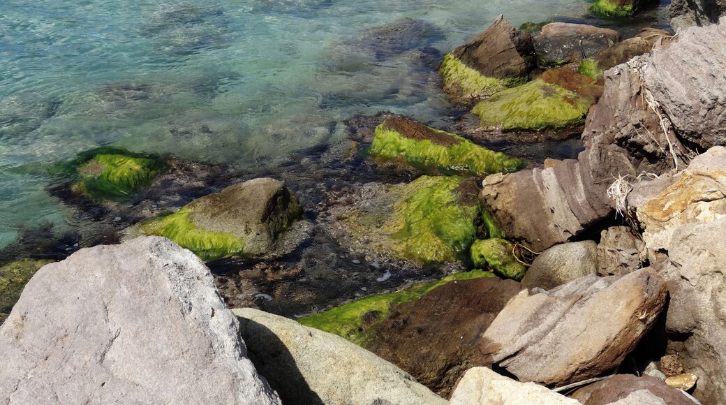 #SaintKitts #Nevis #Caribbean
A Cockleshell Bay é uma baía de águas limpas e mar tranquilo. A praia é boa para crianças. Na época em que a conheci a infraestrutura era pequena com apenas um bar e um restaurante. A areia estava maculada com muitas algas mas fui informado que parte das algas são deixadas na praia pois fazem parte de um micro ecossistema. Atrás da praia existe uma lagoa que à época exalava um cheiro forte de mangue.
Cockleshell Bay is a bay of clean water and calm sea. The beach is good for kids. At the time I visited it, the infrastructure was small, with only one bar and one restaurant. The sand was contaminated with many algae, but I was informed that some of the algae are left on the beach because they are part of a micro ecosystem. Behind the beach there is a lagoon that at the time exuded a strong swamp smell.