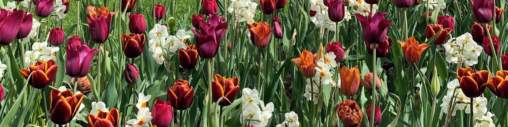 A small park with a history with it. Mini-Rotterdam. Tulips and lots of wooden houses that were used as food pantry in 19th and 20th century. #culture