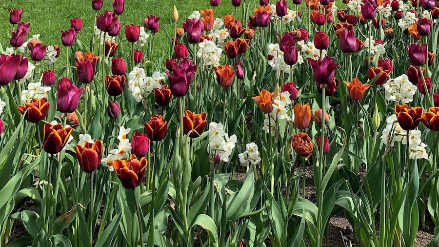 A small park with a history with it. Mini-Rotterdam. Tulips and lots of wooden houses that were used as food pantry in 19th and 20th century. #culture