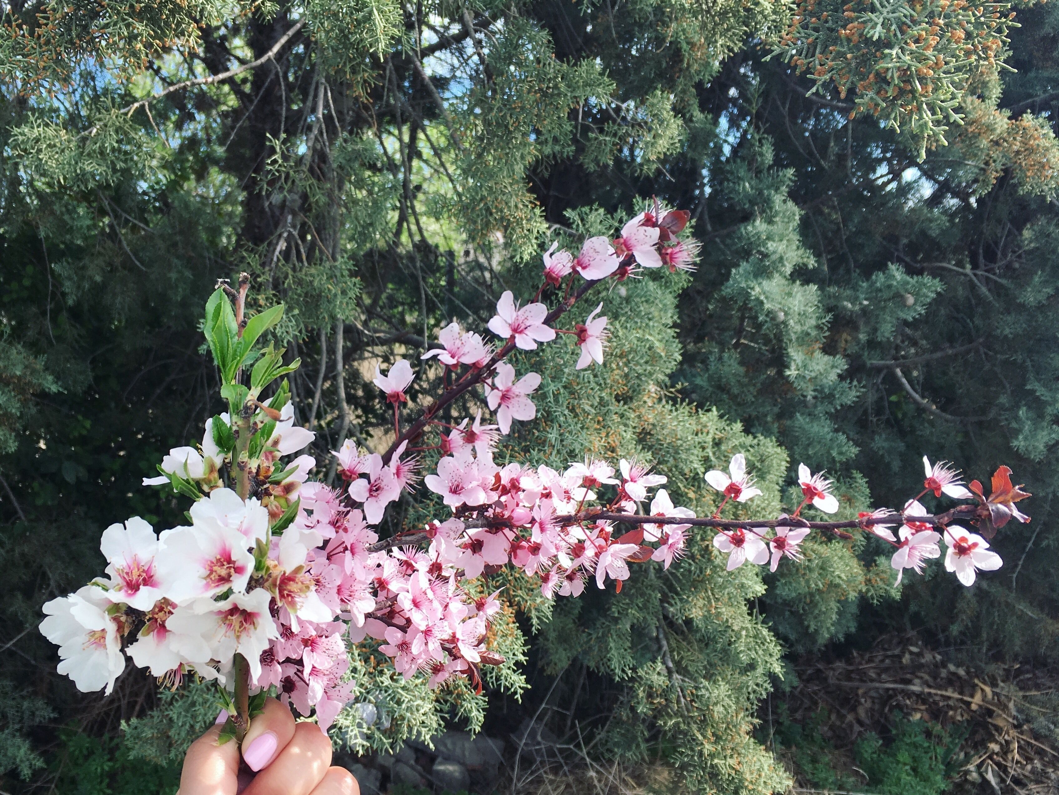 Spring has sprung 🌸