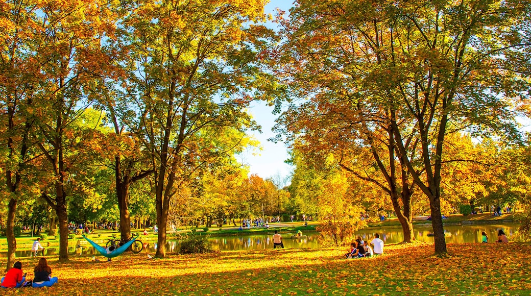 Macedonia - Skopje, October 29, 2023, Skopje city park with yellowed leaves on the trees in autumn