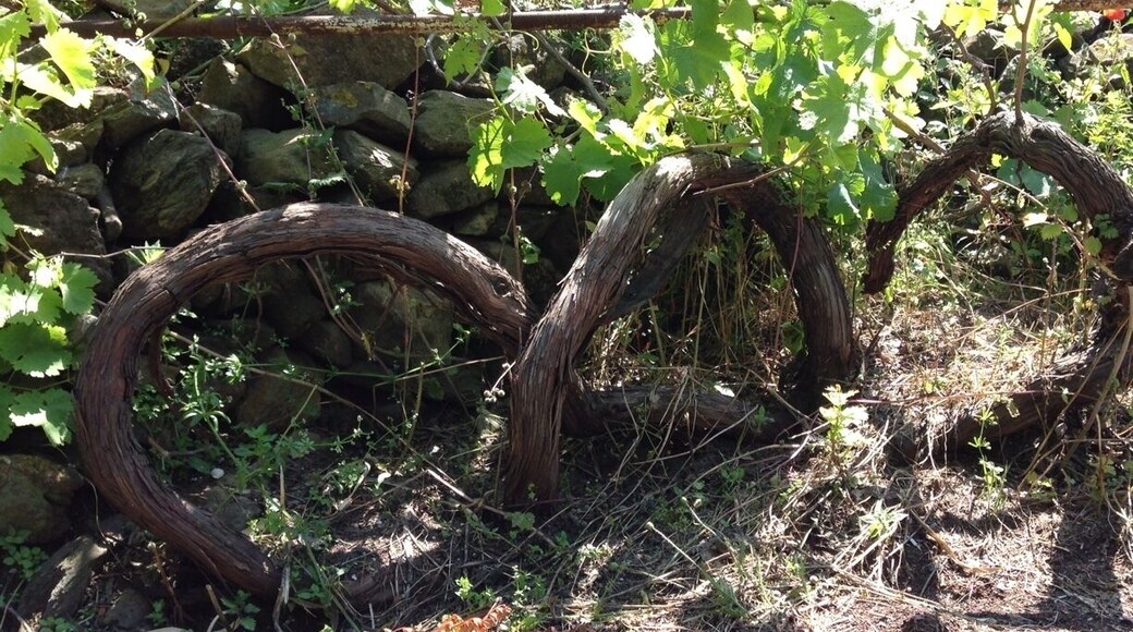 Impressive grapevine #Treetrove