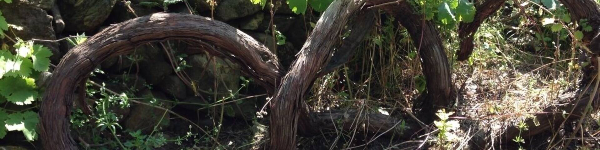 Impressive grapevine #Treetrove