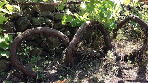 Impressive grapevine #Treetrove