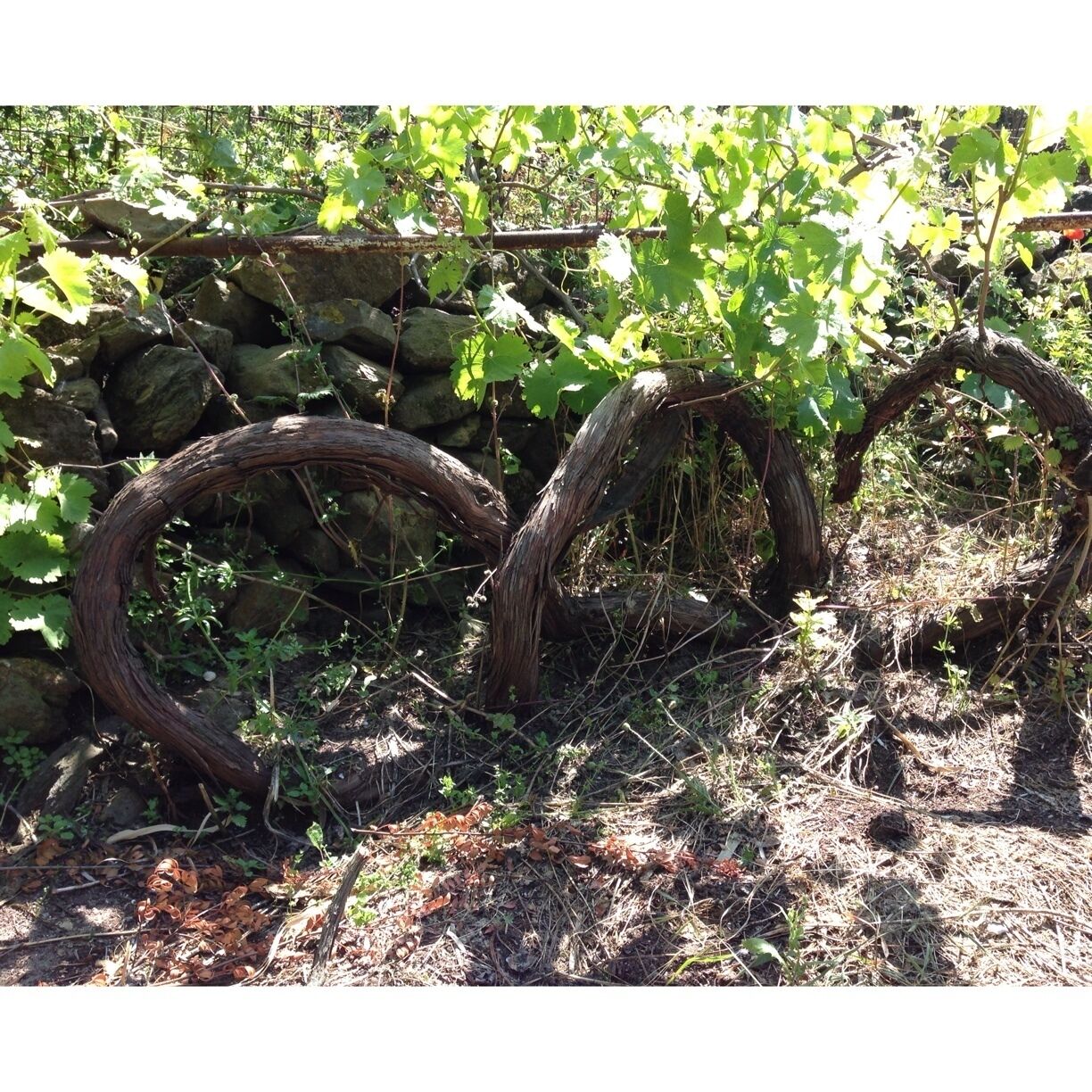 A vineyard with grapevines and a stone wall.