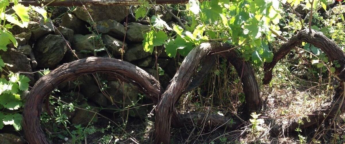 A vineyard with grapevines and a stone wall.