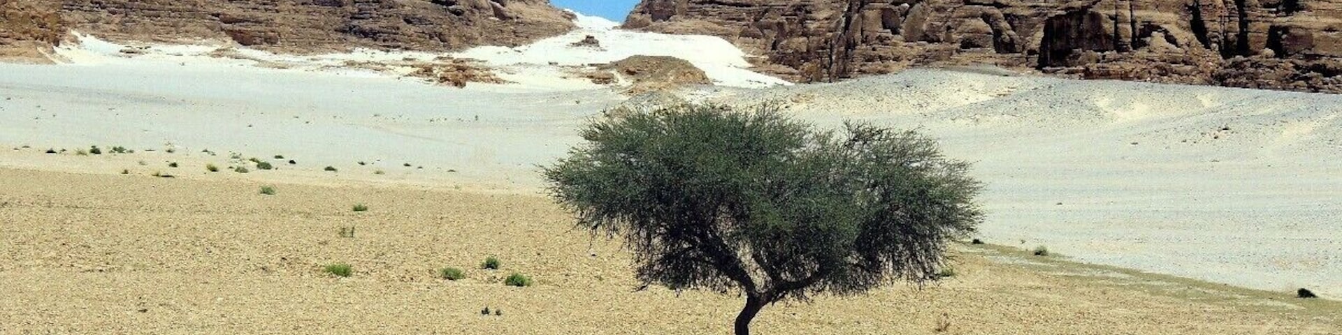 The harsh desert of Egypt's Sinai Peninsula was both beautiful and barren, the heat unrelenting, the region full of mystery and danger. We traveled with armed guards for days as we made our way from Cairo to St. Catherine's Monastery and then on to Jordan. For me, this lone acacia tree symbolized the fight for survival.
Check out our visit at St. Catherine's Monastery via my blog at http://www.aplacecalledroam.com/home/moses-monks-st-catherines-monastery.