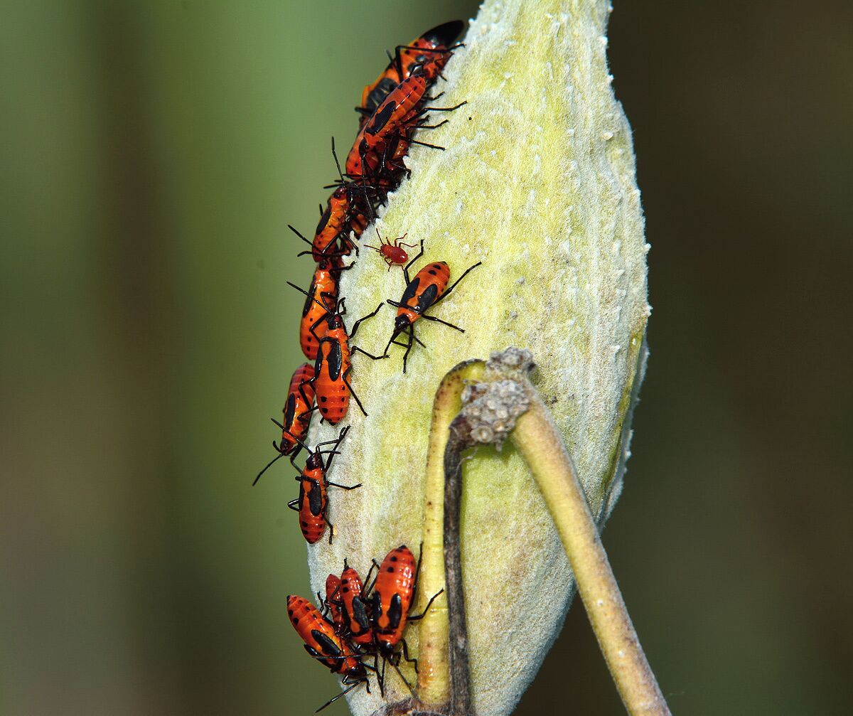 I stumbled on this milk weed plant full of red milk weed bugs. I rarely if ever see these bugs until I find a mature milk weed in the Fall and they are loaded full of them. These are interesting and colorful little insects. 