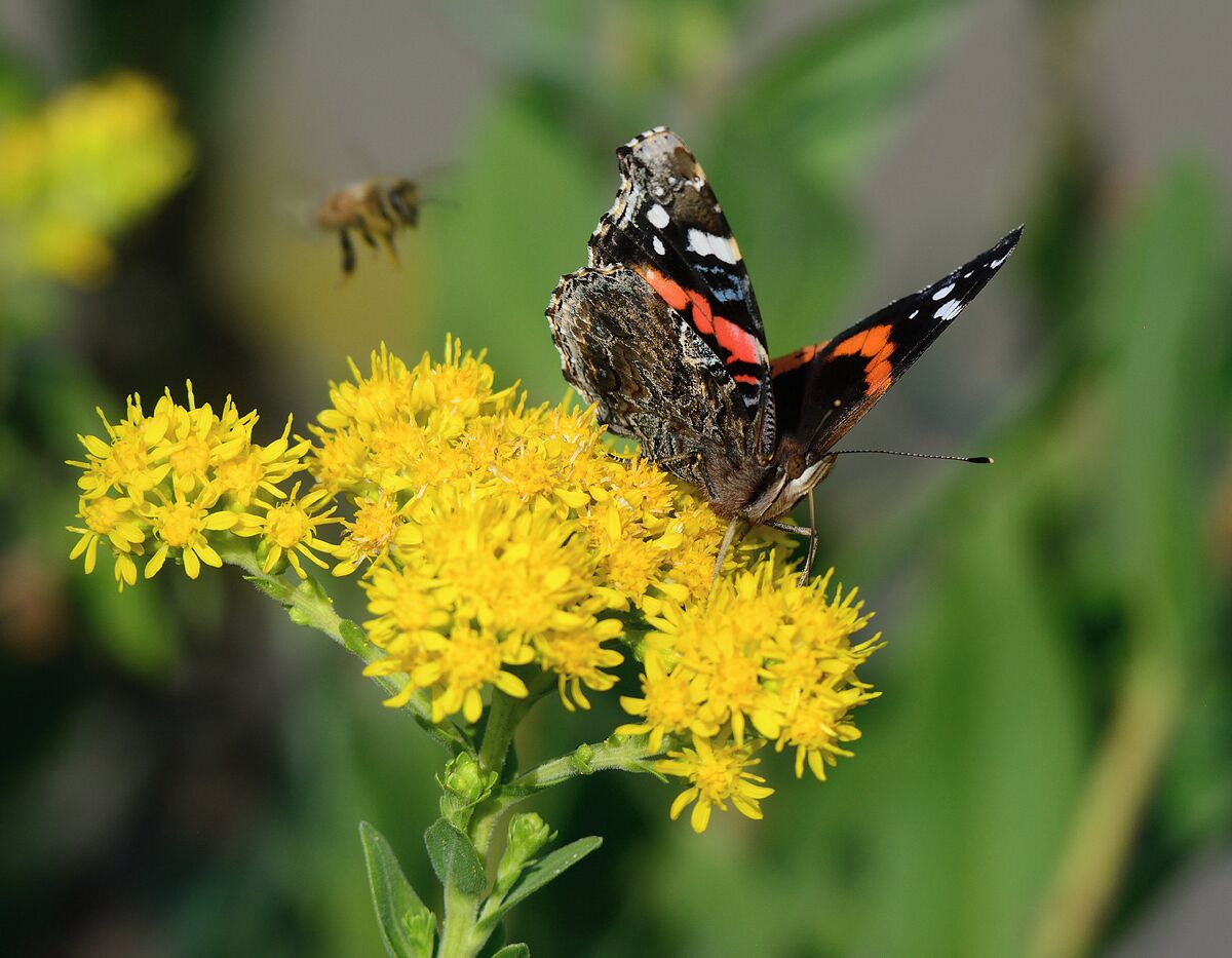 A very colorful butterfly on a wildflower on the golf course at Pheasant Run with a bee in the background. You never know what you will see at the resort. 