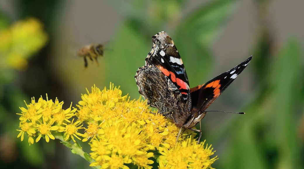 A very colorful butterfly on a wildflower on the golf course at Pheasant Run with a bee in the background. You never know what you will see at the resort.