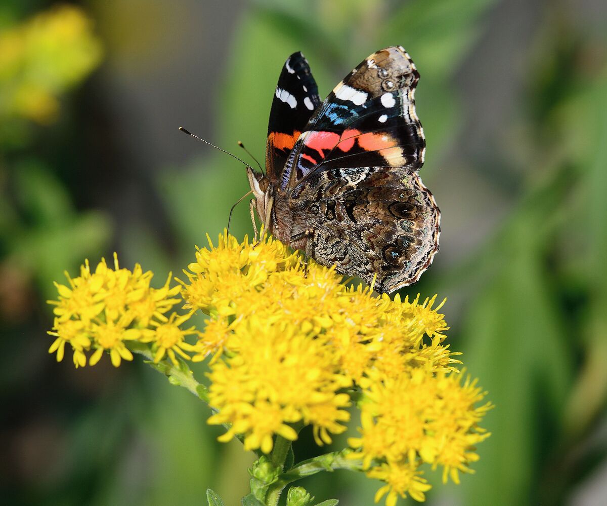 Another shot of a beautiful butterfly on a yellow wild flower in a field next to the resort golf course. 