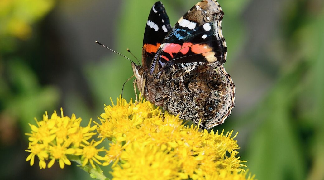 Another shot of a beautiful butterfly on a yellow wild flower in a field next to the resort golf course.