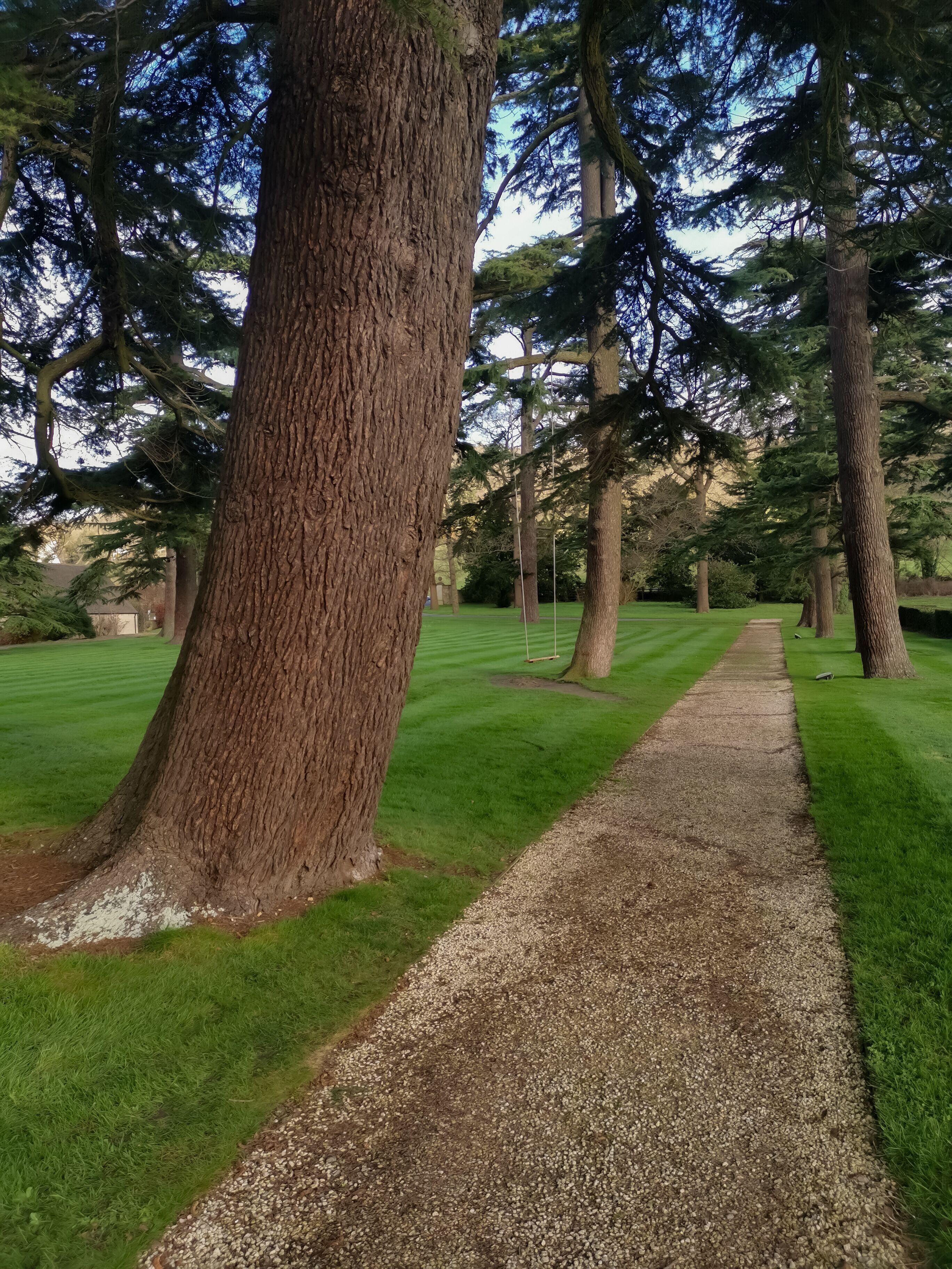 Un sendero bordeado por altos árboles en un parque.