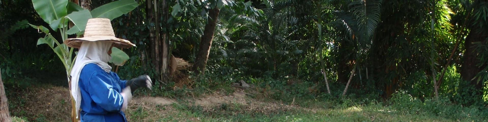 Thai farmers working on the rice fields of the Four Seasons