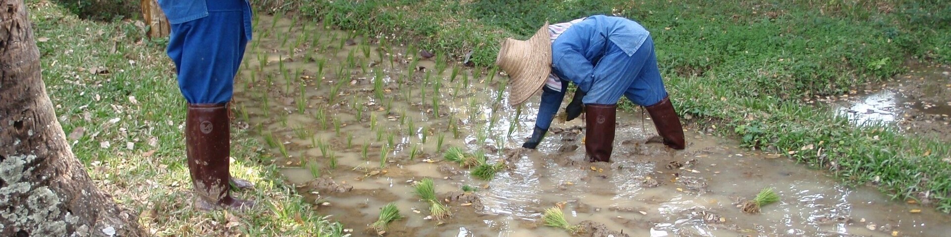 Thai farmers working on the rice fields of the Four Seasons