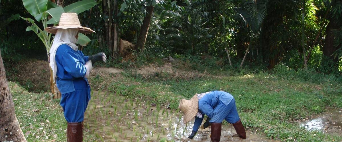 Two people working in a flooded field with young plants.