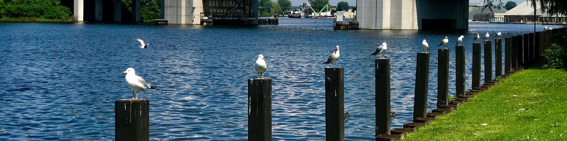 A river with seagulls perched on wooden posts, a bridge, and a grassy bank.