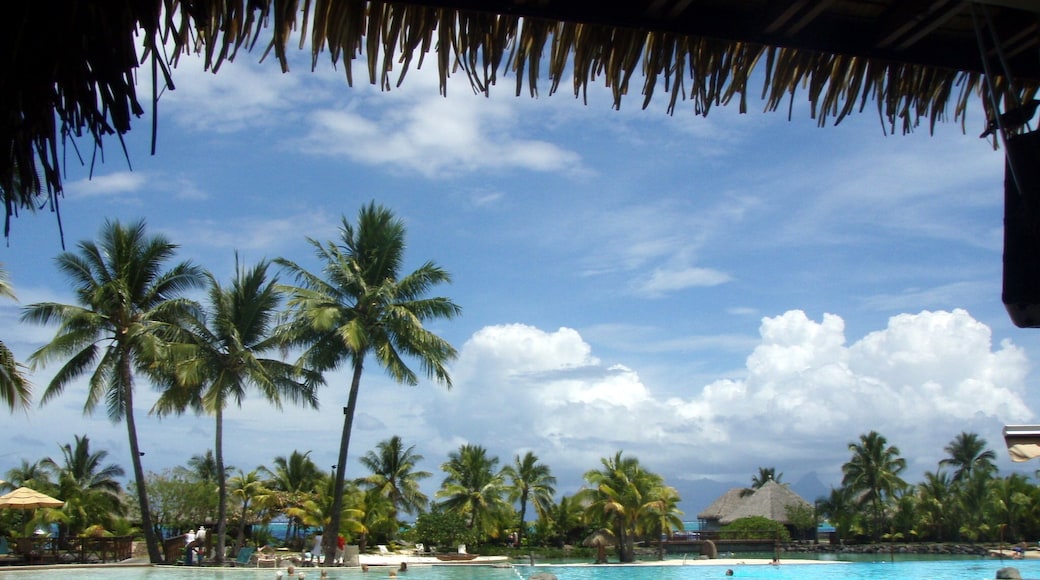 You can enjoy all the amenities at the Intercontinental by paying a fee for day use. Totally worth it I think, as I have found no good beaches on Tahiti. (We once asked a taxi driver to take us to the best beach, and he dropped us of in a strip of sand behind the McDonald's.) At the resort, you have access to the pool, a snorkeling pond, and a small beachfront where you can also rent scuba gear. And they even have hammocks between the palm trees. #Goals.