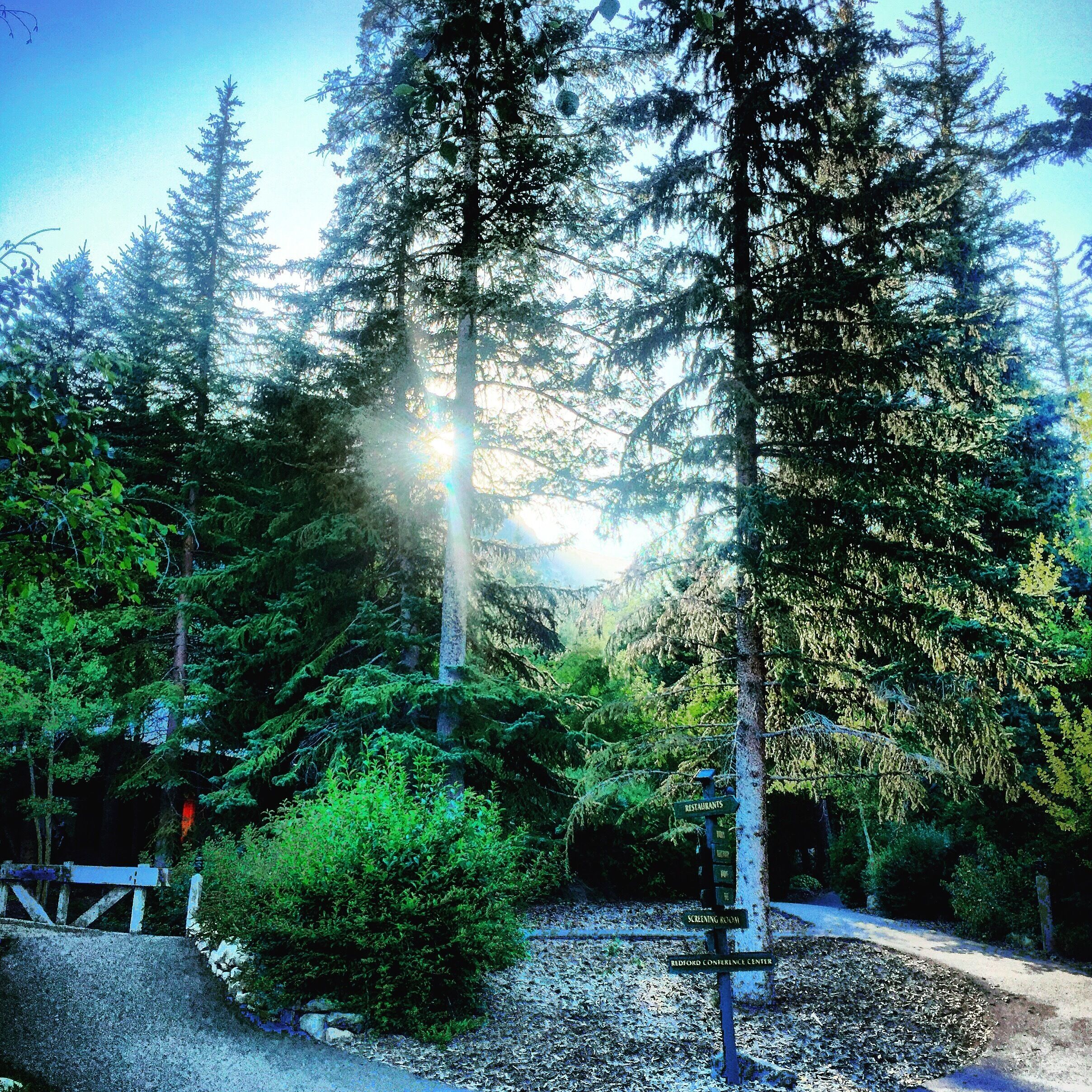 A forest with tall evergreen trees, a gravel path, and a signpost with directions to restaurants, a screening room, and a conference center.