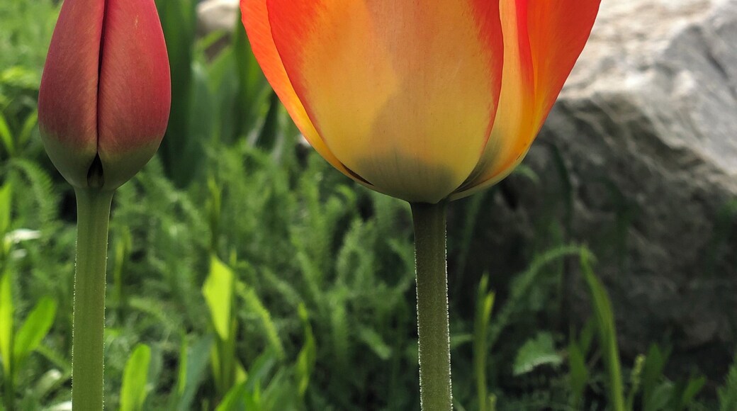 “Love is the flower you’ve got to let grow.” –