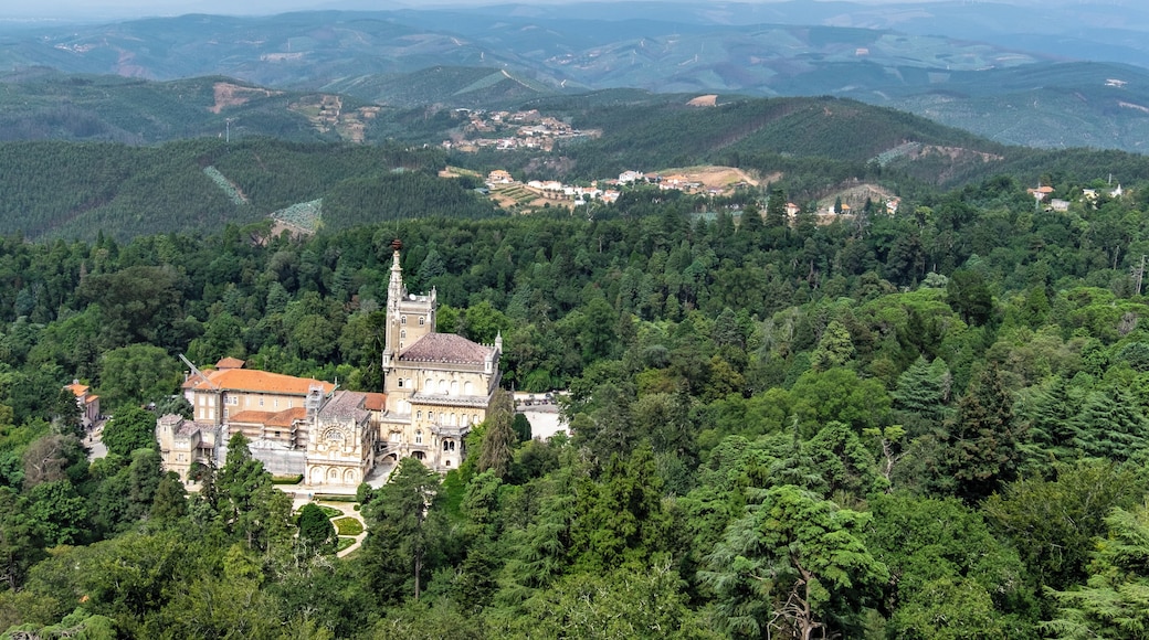 Visiting today the amazing Buçaco Palace that rises majestically at the heart of Buçaco Woods taking us away into a world of fairy tales full of magnificent fantasy.
#architecture #buçacopalace #buçaco #bussaco #luso #matadobuçaco #visitportugal #igersportugal #portugalalive #portugalcomefeitos #portugal #sharing_portugal #topportugalphoto #discoverportugal #ig_portugal #portugal_em_fotos #super_portugal #portugalvisuals #portugalemclicks #findout_portugal #amar_portugal #portugallovers #RevealPortugal #weshareportugal #portugaladdict #portugal_gems #travel #palace #nature #aveiro