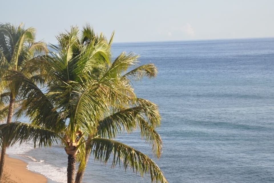 A beach with palm trees and the ocean.