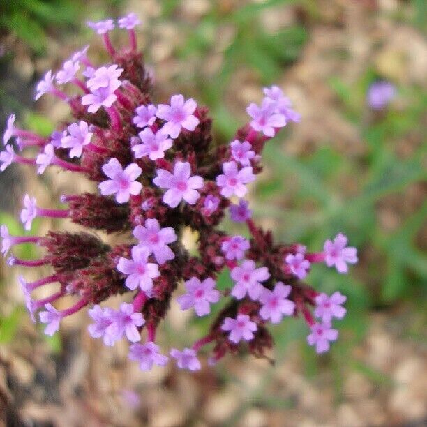 #purple #flower #flowers  #nature  