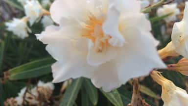 Pretty flower at the beach