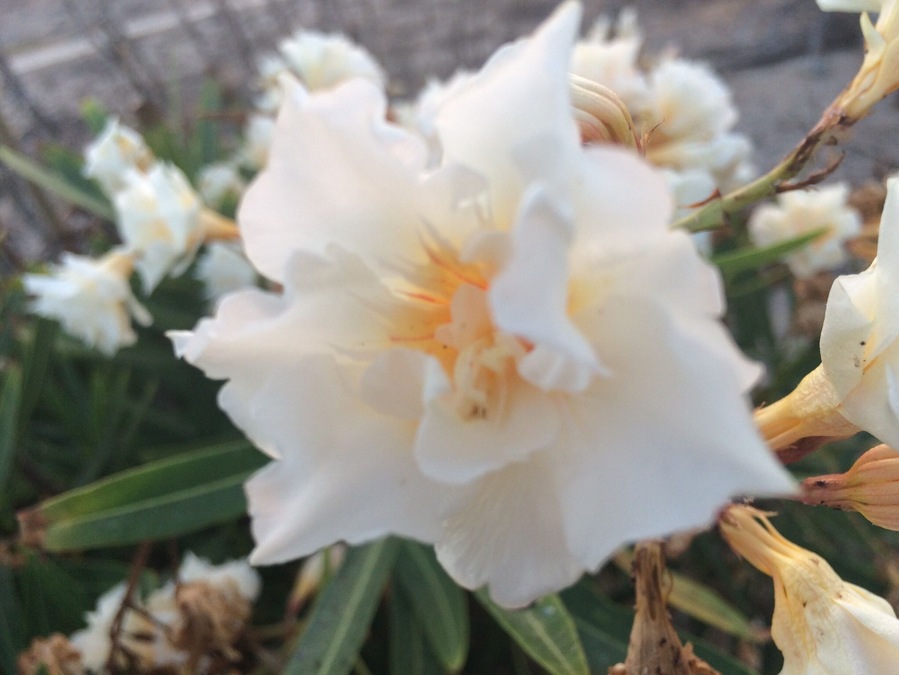 Pretty flower at the beach